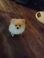 Snuggles, a female Pomeranian for sale in Beaufort, SC – Photo 1 of 7