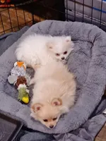 Snuggles, a female Pomeranian for sale in Beaufort, SC – Photo 5 of 7