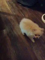 Snuggles, a female Pomeranian for sale in Beaufort, SC – Photo 4 of 7