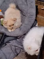 Snuggles, a female Pomeranian for sale in Beaufort, SC – Photo 6 of 7