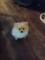 Snuggles, a female Pomeranian for sale in Beaufort, SC – Photo 2 of 7