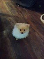 Snuggles, a female Pomeranian for sale in Beaufort, SC – Photo 3 of 7