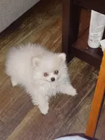 Snuggles, a female Pomeranian for sale in Beaufort, SC – Photo 7 of 7