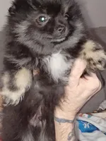 Little Bear, a male Pomeranian for sale in Beaufort, SC – Photo 2 of 6