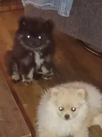 Little Bear, a male Pomeranian for sale in Beaufort, SC – Photo 5 of 6