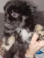 Little Bear, a male Pomeranian for sale in Beaufort, SC – Photo 1 of 6