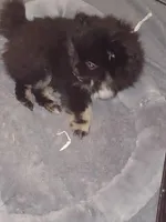 Little Bear, a male Pomeranian for sale in Beaufort, SC – Photo 6 of 6