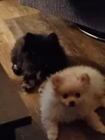 Pomeranian , a male Pomeranian for sale in Beaufort, SC – Photo 4 of 7