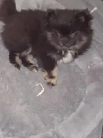 Pomeranian , a male Pomeranian for sale in Beaufort, SC – Photo 3 of 7