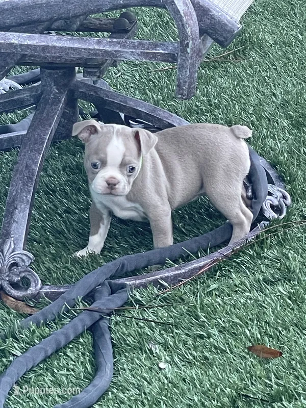 Lime green  – Boston Terrier puppy for sale in Sebring, FL