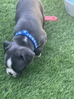 Blue collar , a male Boston Terrier for sale in Sebring, FL – 2 of 4