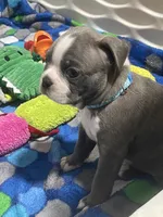 Light blue collar , a male Boston Terrier for sale in Sebring, FL – 9 of 9