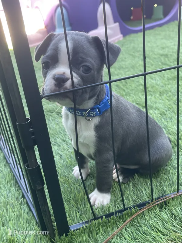 Blue collar  – Boston Terrier puppy for sale in Sebring, FL