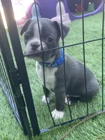 Blue collar , a male Boston Terrier for sale in Sebring, FL – 1 of 4