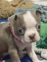 Dark pink collar , a female Boston Terrier for sale in Sebring, FL – 5 of 5