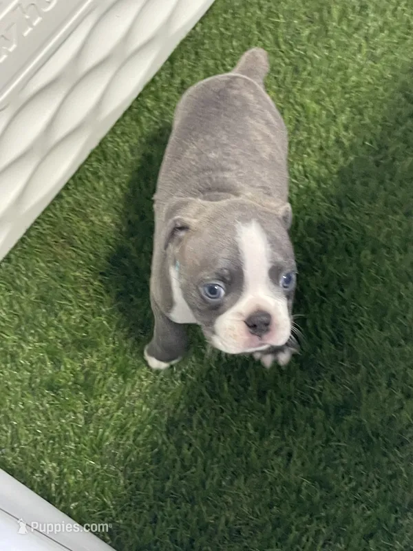 Light blue collar  – Boston Terrier puppy for sale in Sebring, FL