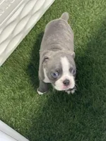Light blue collar , a male Boston Terrier for sale in Sebring, FL – 1 of 3
