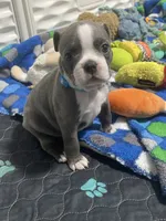 Light blue collar , a male Boston Terrier for sale in Sebring, FL – 3 of 9