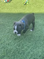 Blue collar , a male Boston Terrier for sale in Sebring, FL – 4 of 4
