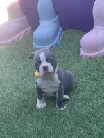 Yellow collar , a male Boston Terrier for sale in Sebring, FL – 2 of 3