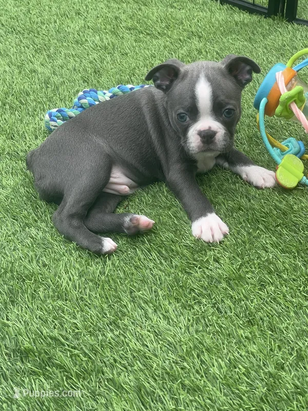 Blue collar  – Boston Terrier puppy for sale in Sebring, FL