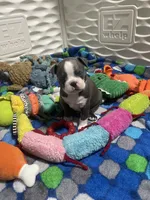 Dark blue collar , a male Boston Terrier for sale in Sebring, FL – 2 of 7