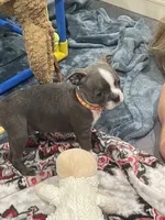Orange collar , a female Boston Terrier for sale in Sebring, FL – 3 of 5