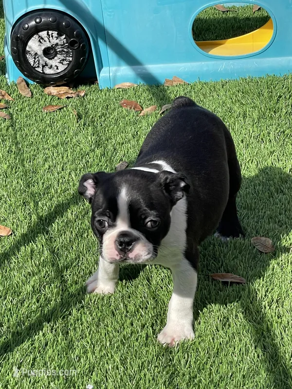 Boy 4 lime green collar