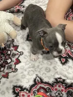 Orange collar , a female Boston Terrier for sale in Sebring, FL – 5 of 5