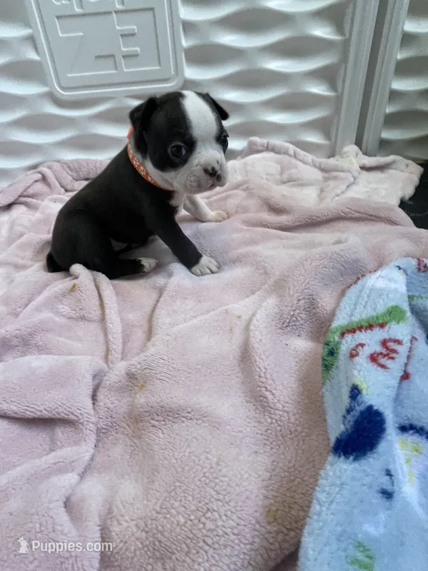 Orange collar  – Boston Terrier puppy for sale in Sebring, FL