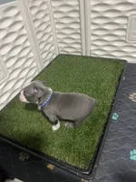 Dark blue collar , a male Boston Terrier for sale in Sebring, FL – 6 of 7