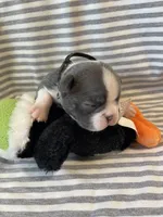 Black collar , a male Boston Terrier for sale in Sebring, FL – Photo 3 of 8