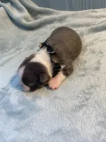 Black collar , a male Boston Terrier for sale in Sebring, FL – Photo 2 of 8