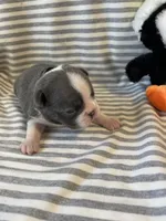 Black collar , a male Boston Terrier for sale in Sebring, FL – Photo 8 of 8