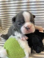 Black collar , a male Boston Terrier for sale in Sebring, FL – Photo 5 of 8