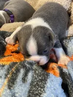 Black collar , a male Boston Terrier for sale in Sebring, FL – Photo 7 of 8