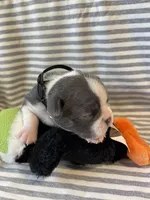 Black collar , a male Boston Terrier for sale in Sebring, FL – Photo 4 of 8