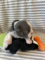 Black collar , a male Boston Terrier for sale in Sebring, FL – Photo 6 of 8