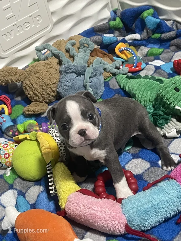 Dark blue collar  – Boston Terrier puppy for sale in Sebring, FL