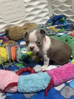 Dark pink collar , a female Boston Terrier for sale in Sebring, FL – 1 of 5