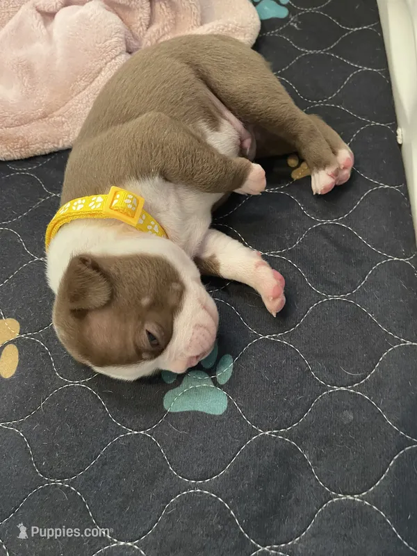 Yellow  – Boston Terrier puppy for sale in Sebring, FL