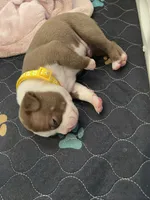 Yellow , a male Boston Terrier for sale in Sebring, FL – 1 of 2