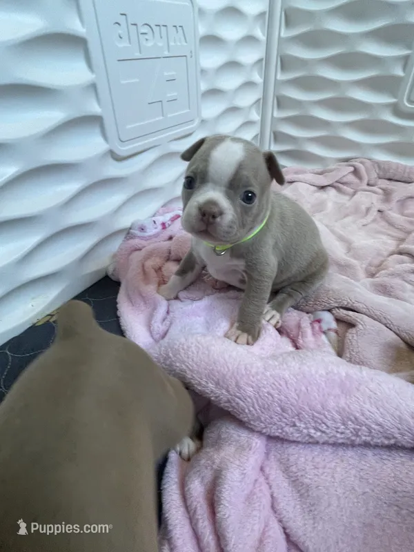 Lime green  – Boston Terrier puppy for sale in Sebring, FL