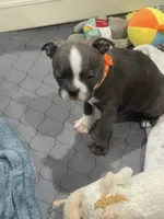 Orange collar , a female Boston Terrier for sale in Sebring, FL – 2 of 5