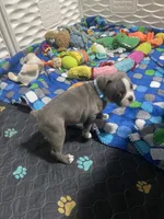 Light blue collar , a male Boston Terrier for sale in Sebring, FL – 7 of 9