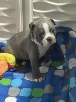 Light blue collar , a male Boston Terrier for sale in Sebring, FL – 6 of 9