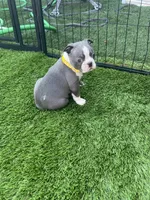 Yellow collar , a male Boston Terrier for sale in Sebring, FL – 3 of 3