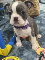 Purple collar , a female Boston Terrier for sale in Sebring, FL – 3 of 6