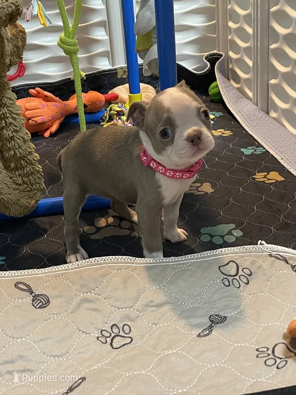 Dark pink collar  – Boston Terrier puppy for sale in Sebring, FL