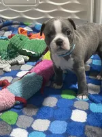 Light blue collar , a male Boston Terrier for sale in Sebring, FL – 8 of 9